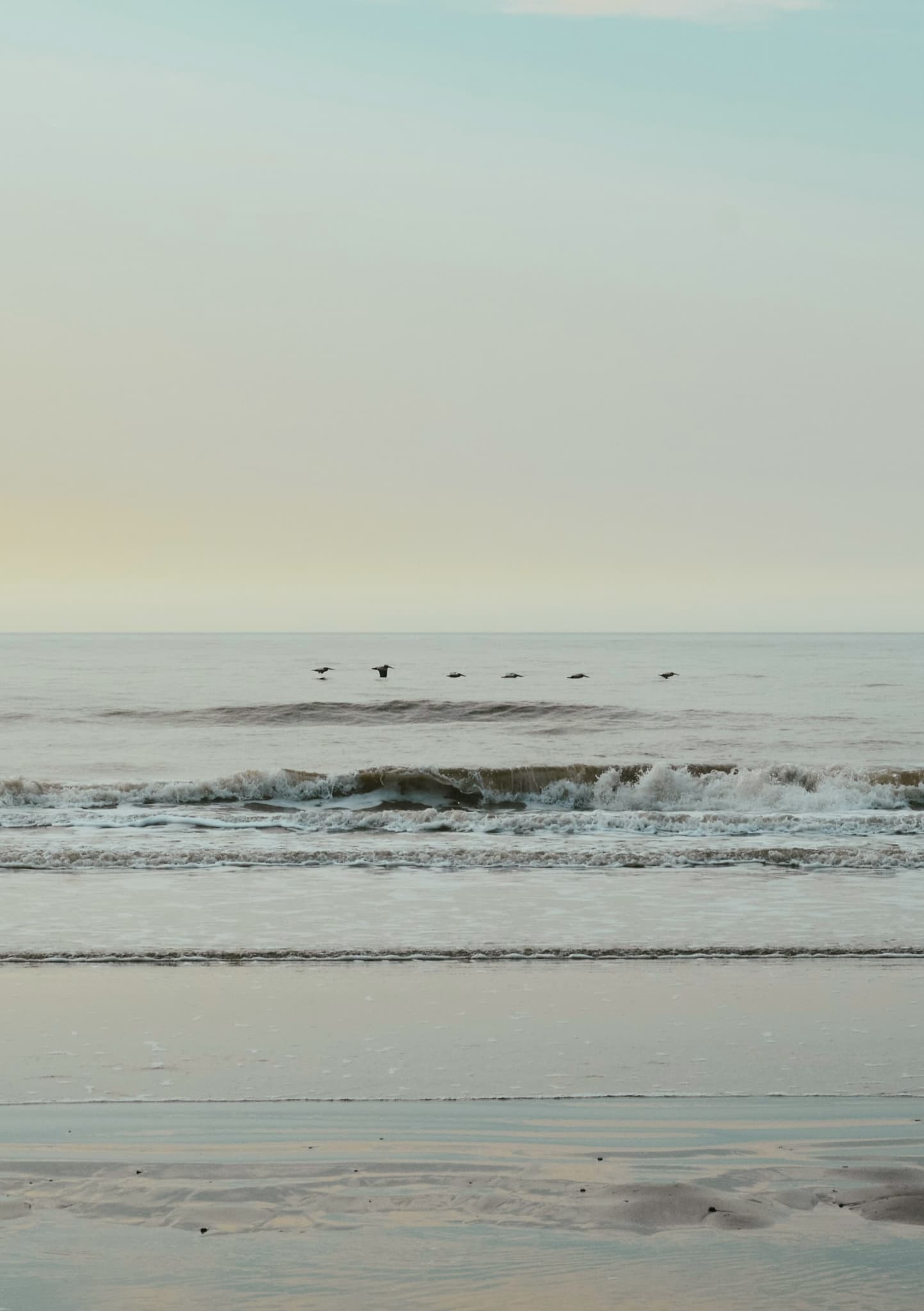 Pelicans skimming the surf on the Charleston coast