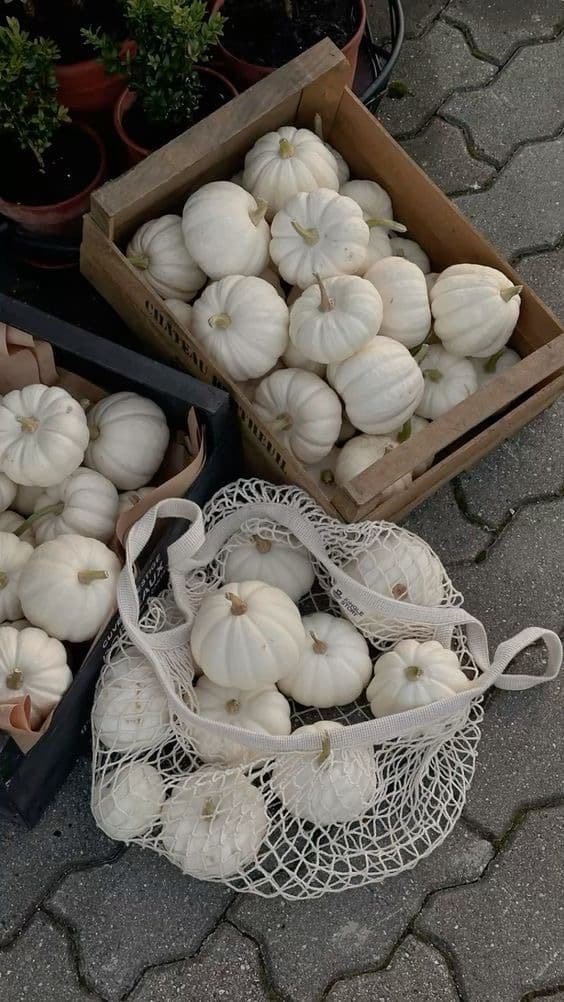 White pumpkins at a fall market